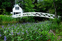 Flowering Around Foot Bridge in Acadia Park in Maine